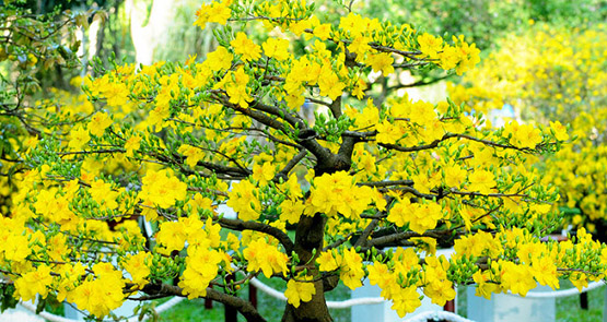 Mai vàng mùa xuân và ý nghĩa của hoa Mai trong văn hóa dân tộc Việt